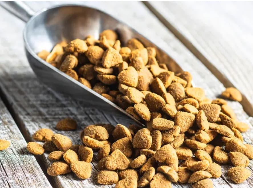 Survey: 62% of puppy owners overwhelmed by pet food choices